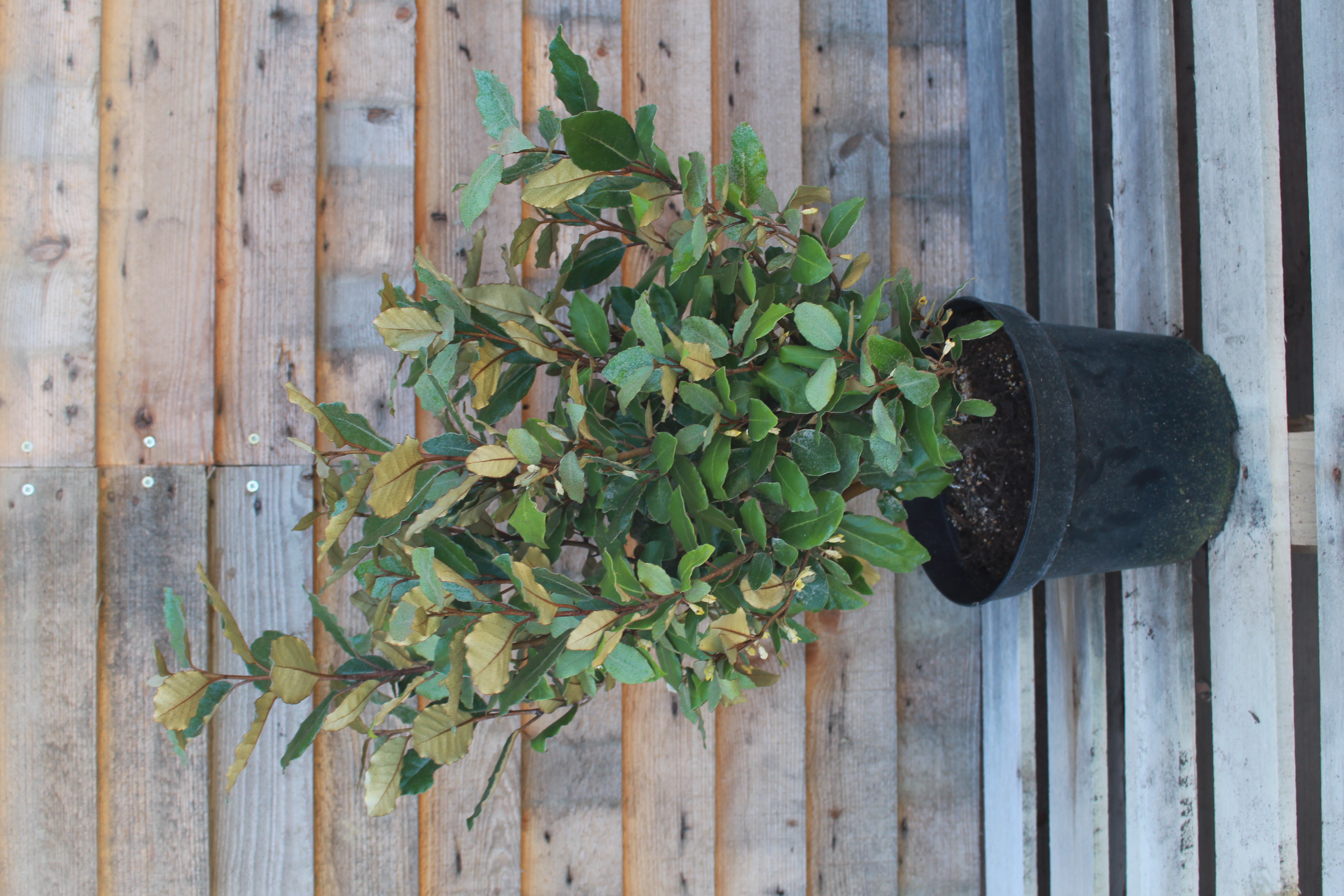 Elaeagnus Compacta, Pépinière Epaigne Normandie