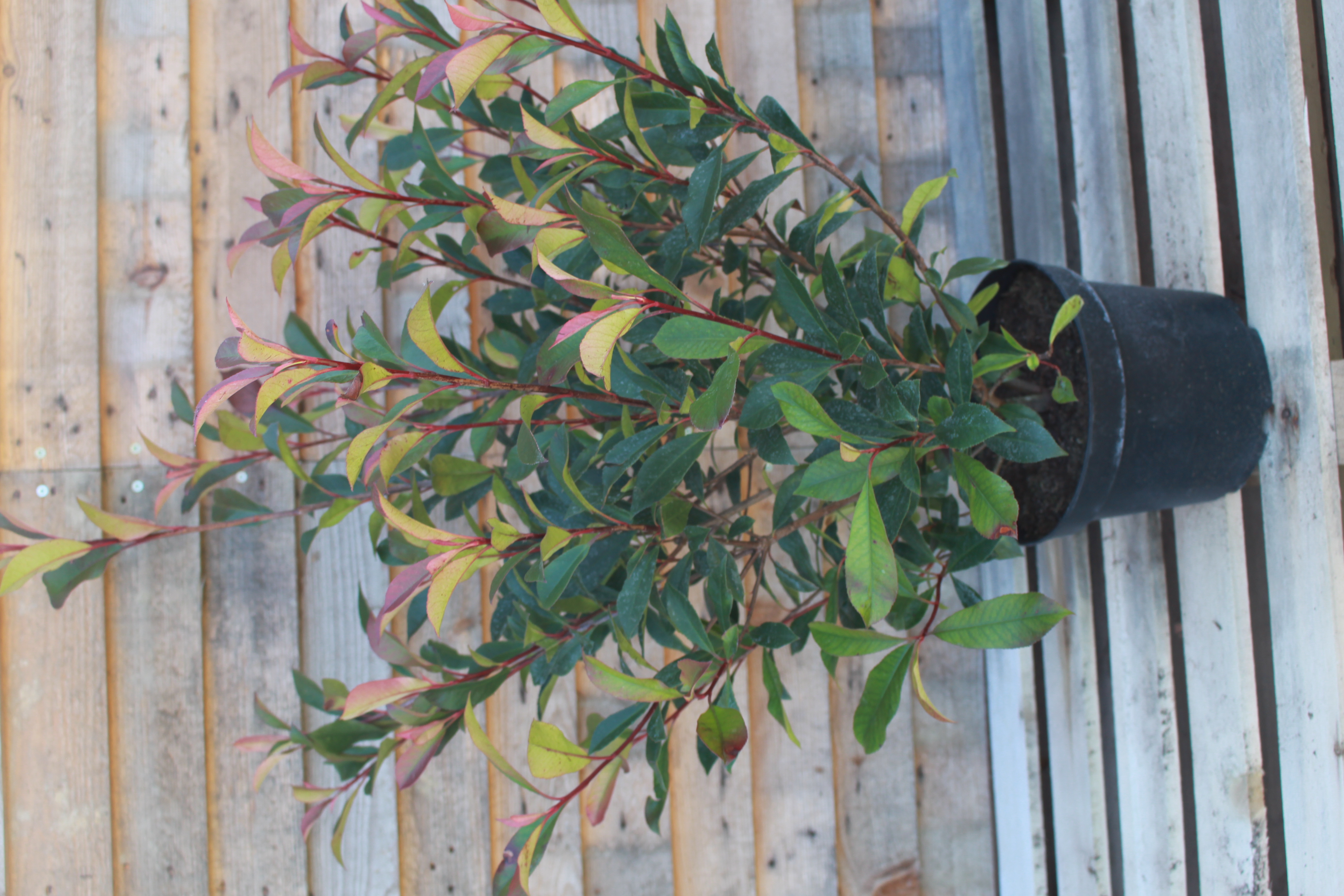 Photinia Carré Rouge, Pépinières Epaignes