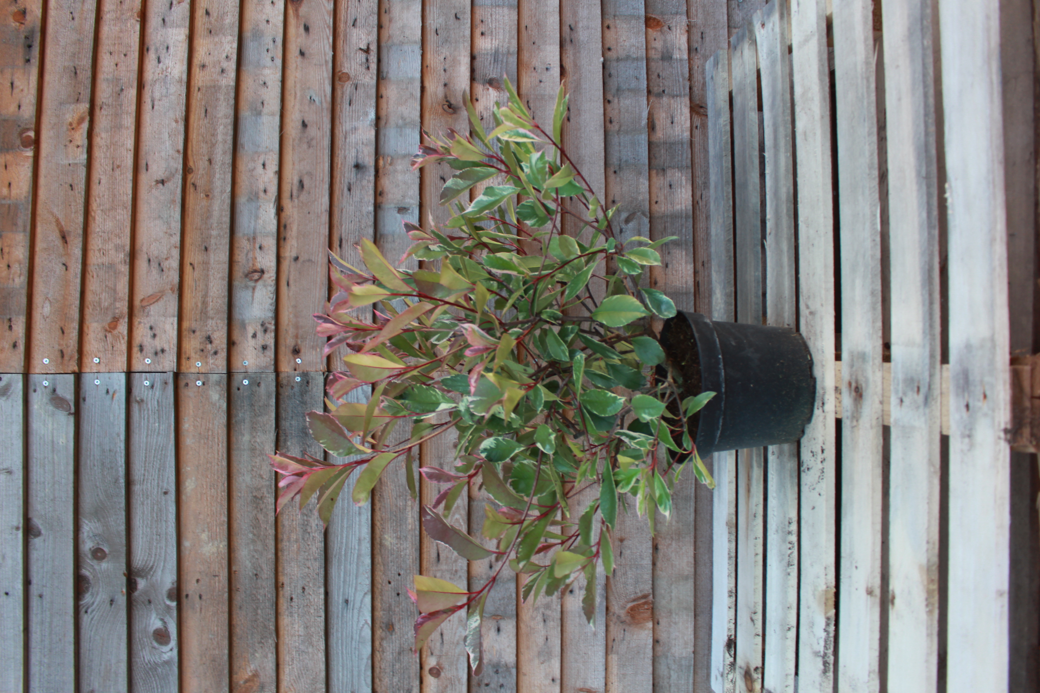 Photinia McLarlou, Pépinières Epaignes