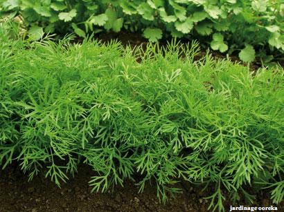 Potager Aromatiques Pépinières Epaignes