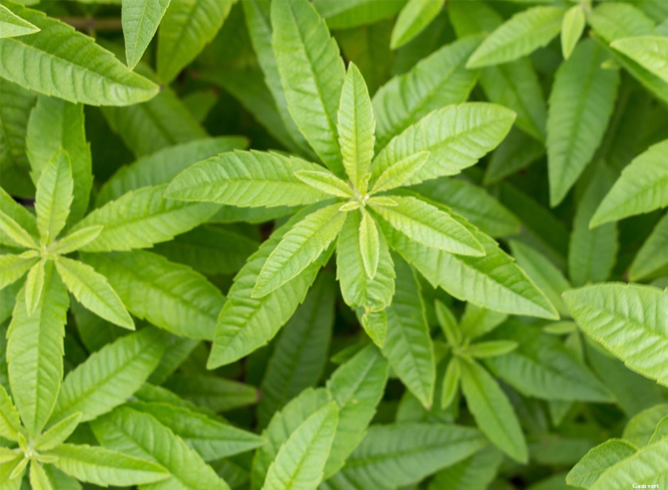 Verveine, Pépinière Epaignes Normandie